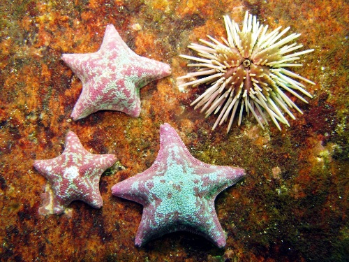 --2011-05-4_Ballestas-IMG_0545 copia